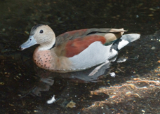Ringed Teal-393