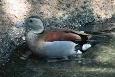 Ringed Teal-336