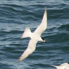 Gull-billed Tern 8082