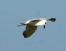 Tern Gull-billed 8701