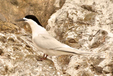 White-fronted Tern 9135