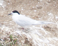 White-fronted Tern 5471