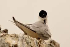White-fronted Tern 9146
