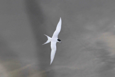 White-fronted Tern B 0793