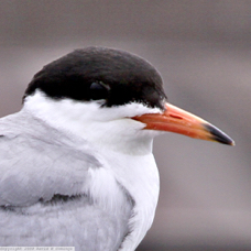 Common Tern 4252