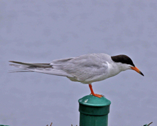 Common Tern 4236