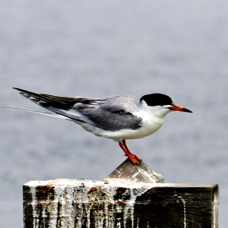 Forester's Tern 6676