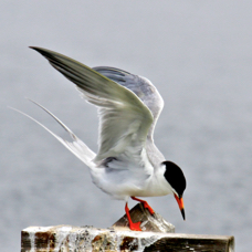 Forester's Tern 6679
