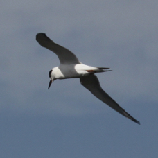 Forester's Tern non-breeding 25141
