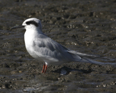 Forester's Tern 8362