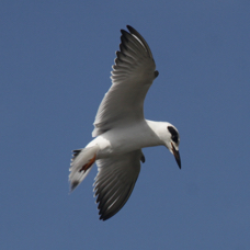 Forester's Tern non-breeding 5135