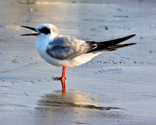 Forester's Tern adult non-breeding 2890