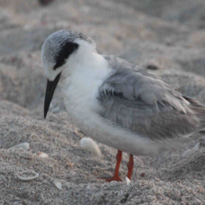 Forester's Tern adult non-breeding 3271