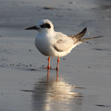 Forester's Tern adult non-breeding 2870