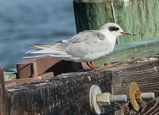 Forester's Tern fall-00276
