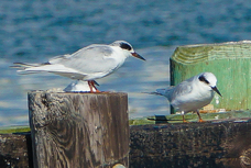 Forester's Tern fall-00284