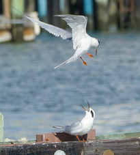 Forester's Tern fall-00285