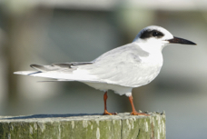 Forester's Tern fall-00352