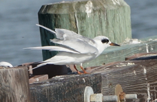 Forester's Tern fall-00275