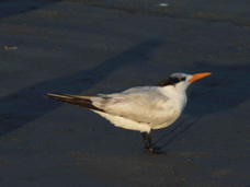 Royal Tern 2609
