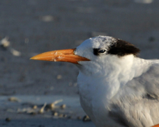Royal Tern adult-nonbreeding 2908