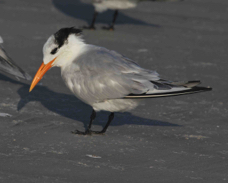 Royal Tern adult-nonbreeding 2933