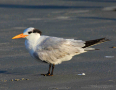 Royal Tern non-breeding 2797