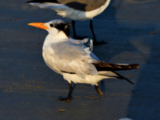 Royal Tern 2603