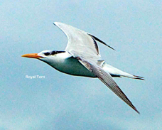 Royal Tern 2978 l