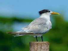 Crested Tern 2209