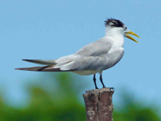 Crested Tern 2210