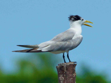 Crested Tern 2218