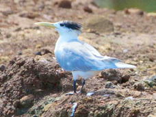 Crested Tern 1727