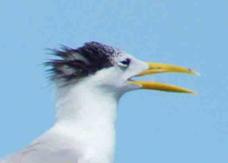 Crested Tern 2230