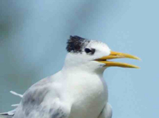 Crested Tern 2246