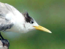 Crested Tern 2251