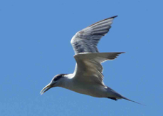 Crested Tern 1592