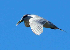 Crested Tern 1593