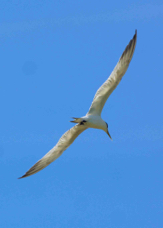 Crested Tern 1611