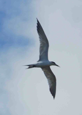 Crested Tern 1755
