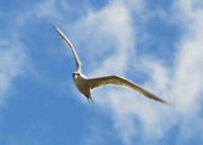 Crested Tern 1789