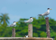 Crested Terns 2224