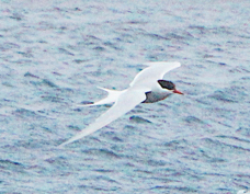 Antarctic Tern 5304