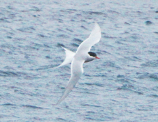 Antarctic Tern 5306