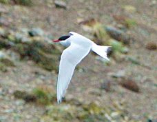 Antarctic Tern3586
