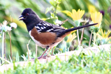 Spotted Towhee 2690