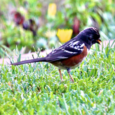 Spotted Towhee 2683