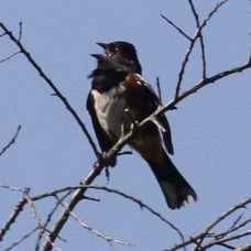 Spotted Towhee 5134