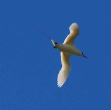 Red-tailed Tropicbird 3201