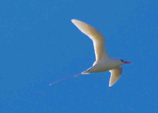 Red-tailed Tropicbird 3232